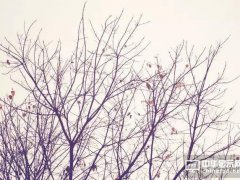秋风起 面板淘汰赛下的“各显神通”